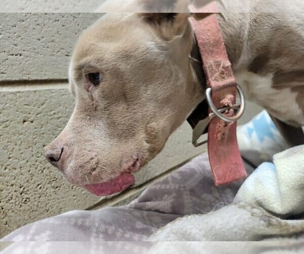 Medium Photo #4 Mutt Puppy For Sale in New York, NY, USA