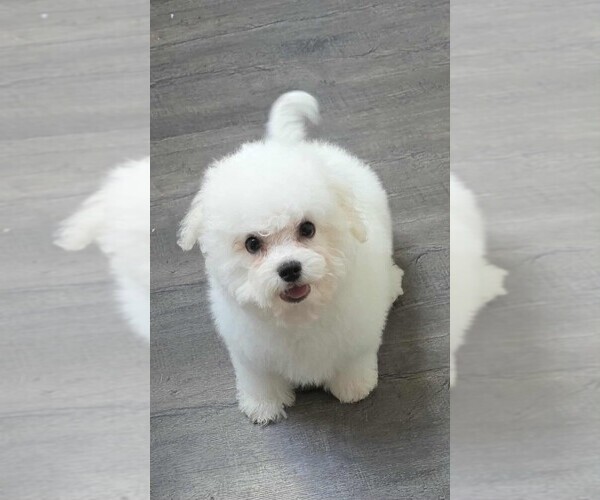 Medium Photo #2 Bichon Frise Puppy For Sale in WAYLAND, MI, USA