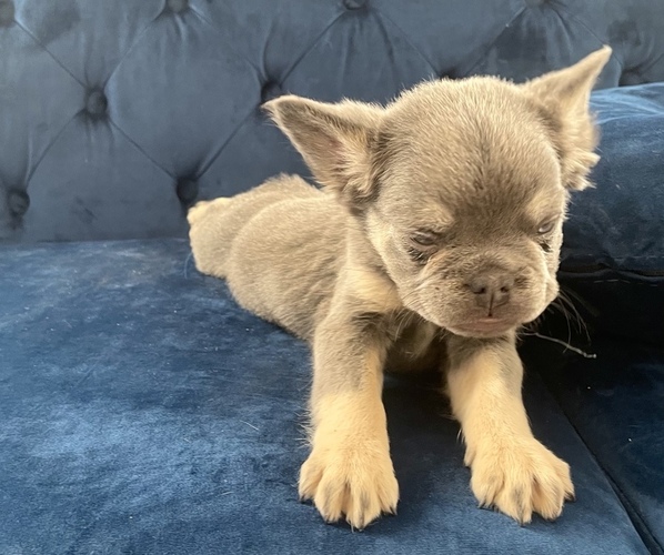 Medium Photo #5 French Bulldog Puppy For Sale in MANCHESTER, NH, USA