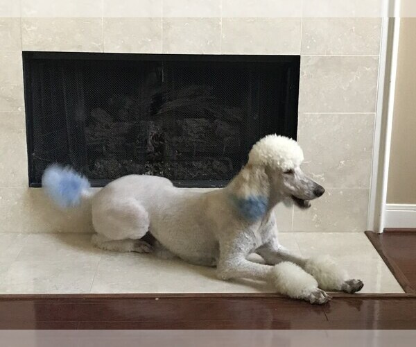 Medium Photo #1 Poodle (Standard) Puppy For Sale in CONROE, TX, USA