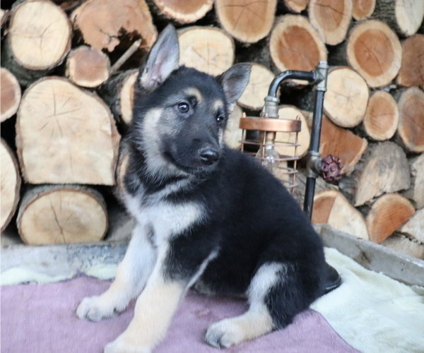 Medium Photo #2 German Shepherd Dog Puppy For Sale in HONEY BROOK, PA, USA