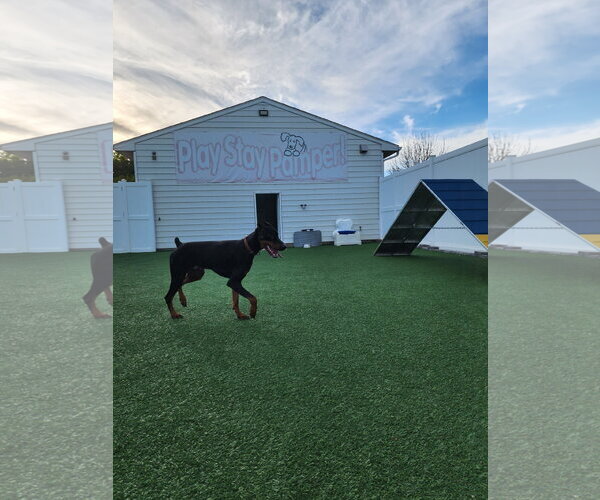 Medium Photo #3 Doberman Pinscher Puppy For Sale in Buffalo, MN, USA