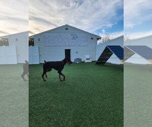 Rufio Foster Needed!! - Male Doberman Pinscher Dog for Adoption - Photo #3