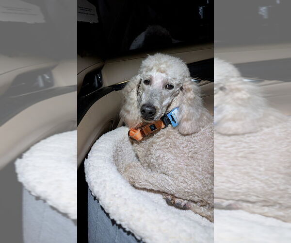 Medium Photo #1 Poodle (Standard) Puppy For Sale in Mooresville, NC, USA