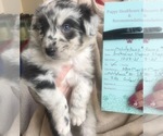Small Photo #1 Australian Shepherd Puppy For Sale in SUNNYVALE, CA, USA