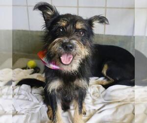 Mutt Dogs for adoption in San Antonio, TX, USA