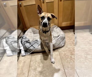 Bogart - Male Mutt Dog for Adoption - Photo #9