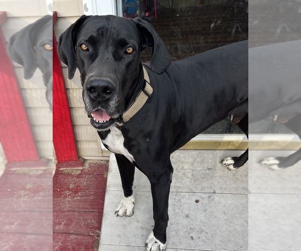 Medium Photo #1 Great Dane Puppy For Sale in ROCKINGHAM, NC, USA