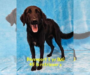 Retriever -Unknown Mix Dogs for adoption in pomfret, CT, USA