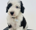 Puppy Paris Sheepadoodle