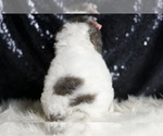 Small #6 Goldendoodle (Miniature)