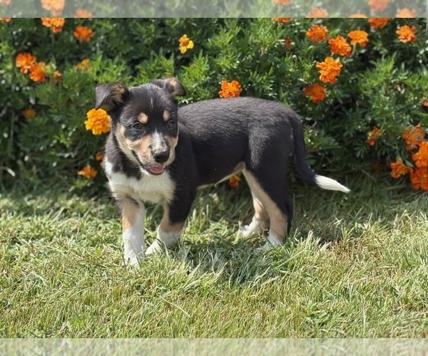 Medium Photo #7 Border Collie-Bordoodle Mix Puppy For Sale in AMES, IA, USA