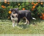 Small #6 Border Collie-Bordoodle Mix