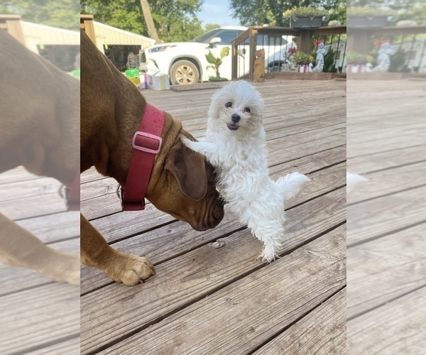 Medium Photo #12 Maltese Puppy For Sale in FREDONIA, KS, USA