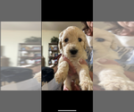 Puppy Blonde male 1 Goldendoodle