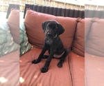Small Photo #8 Weimaraner Puppy For Sale in SACHSE, TX, USA