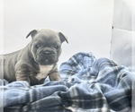 Small Photo #7 French Bulldog Puppy For Sale in CINCINNATI, OH, USA