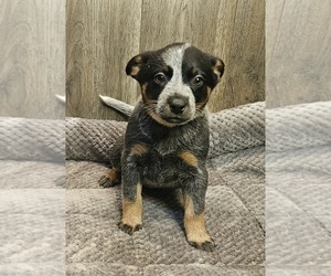 Australian Cattle Dog Puppy for sale in KEOSAUQUA, IA, USA