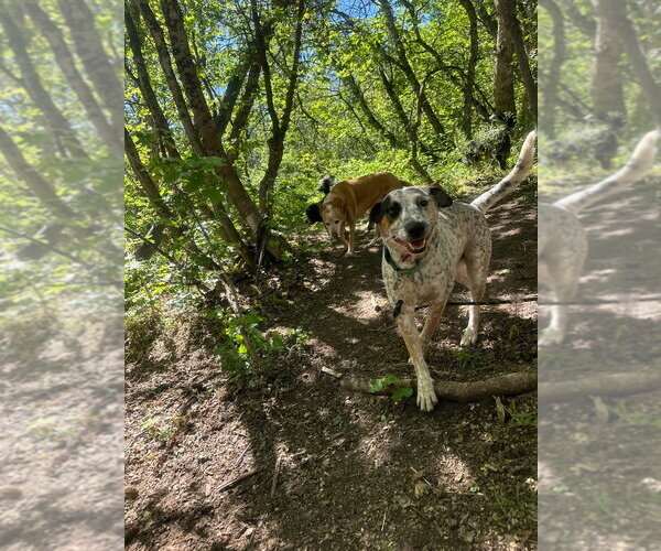 Medium Photo #4 Mutt Puppy For Sale in Salt Lake City, UT, USA