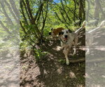 Small #3 Mutt