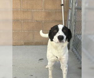 Border Collie Dogs for adoption in Salinas, CA, USA