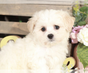 Zuchon Puppy for sale in MOUNT VERNON, OH, USA