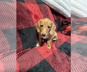 Medium Dachshund