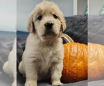 Puppy Purple girl Golden Retriever