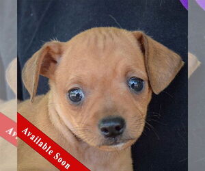 Italian Greyhuahua Dogs for adoption in Huntley, IL, USA