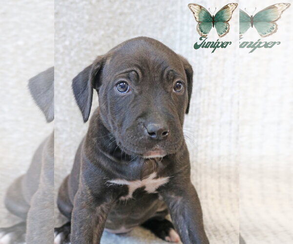 Medium Photo #2 Mastiff-Unknown Mix Puppy For Sale in Wakefield, RI, USA