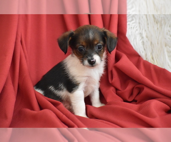 Medium Photo #2 Yorkipoo Puppy For Sale in ELDORADO, OH, USA