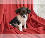 Taco - Male Yorkipoo Puppy for Sale - Photo #2