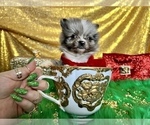 Small Photo #32 Pomeranian Puppy For Sale in HAYWARD, CA, USA