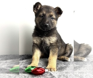 German Shepherd Dog Puppy for sale in INDIANAPOLIS, IN, USA