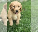 Small Photo #4 Goldendoodle Puppy For Sale in BOWLING GREEN, KY, USA