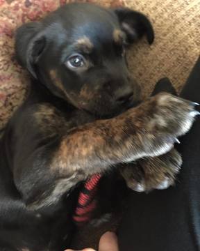 Medium Photo #1 Akita-Rottweiler-American Pit Bull Terrier Mix Puppy For Sale in CUYAHOGA FALLS, OH, USA