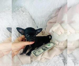 Chihuahua Puppy for sale in JENSEN BEACH, FL, USA