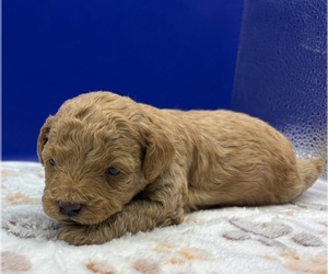 Medium Poodle (Miniature)