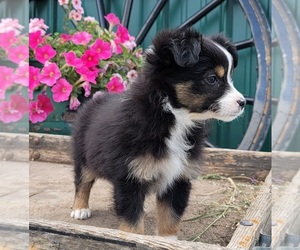 Australian Shepherd Puppy for sale in HOLTON, MI, USA