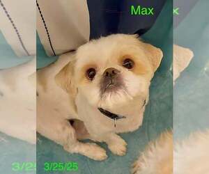 Shih Tzu Dogs for adoption in Berlin, MD, USA