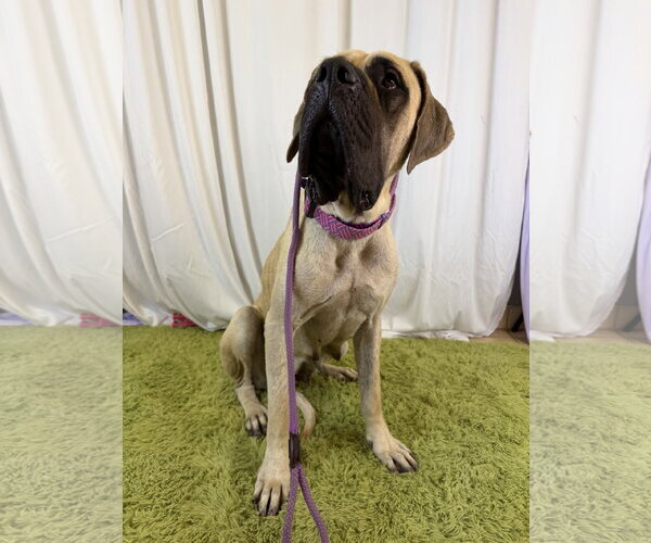Medium Photo #3 Mutt Puppy For Sale in Goodyear, AZ, USA