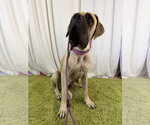 Small #2 Mutt
