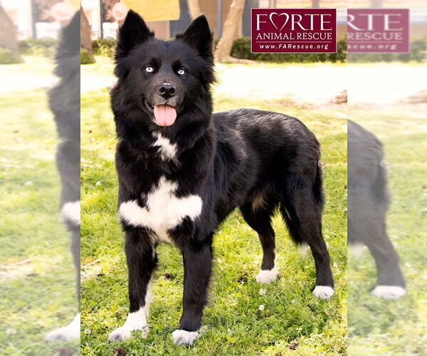 Medium Photo #4 Border Collie-Siberian Husky Mix Puppy For Sale in Marina del Rey, CA, USA