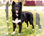 Small #3 Border Collie-Siberian Husky Mix