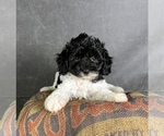 Small #5 Maltipoo (Toy)