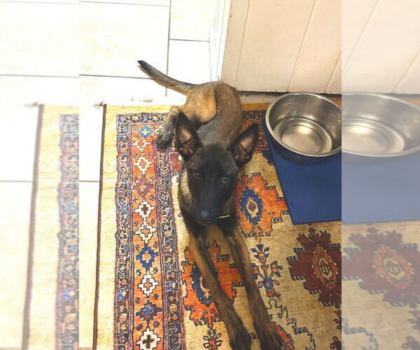 Medium Photo #2 Mutt Puppy For Sale in Imlay City, MI, USA