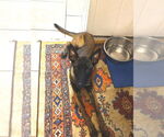 Small #1 Mutt