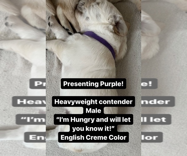 Medium Photo #4 Golden Retriever Puppy For Sale in STATHAM, GA, USA