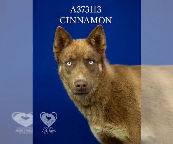 Medium Photo #1 Siberian Husky Puppy For Sale in Stockton, CA, USA