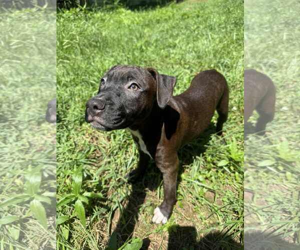 Medium Photo #7 Staffordshire Bull Terrier-Unknown Mix Puppy For Sale in Holly Springs, NC, USA